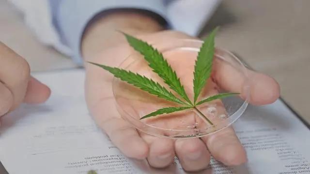 揭秘：植物(wù)“黃(huáng)金(jīn)”提取技(jì)術(shù)！